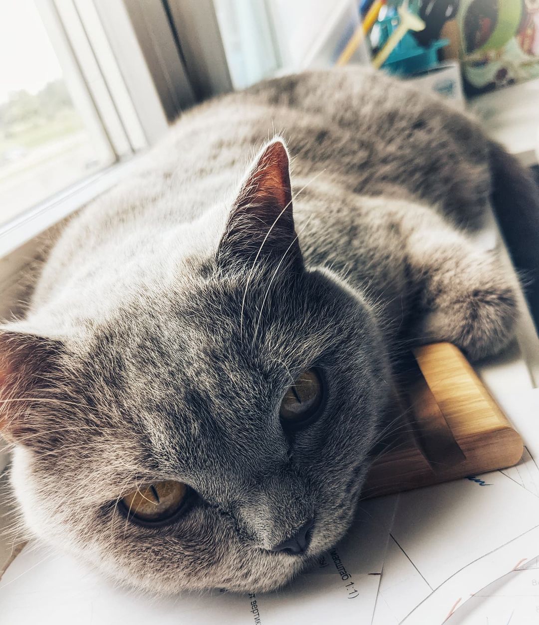 sirenozia в LOOKY — Пушистая моя любимка 😘

#catsofinstagram #furry #animals #l