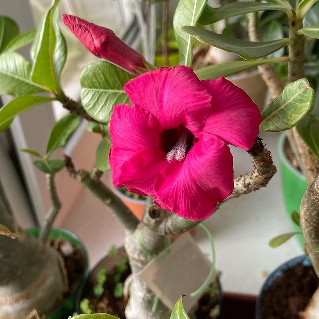 dikiy_kaktus в LOOKY. #adenium. Расцвёл мой свазикум...