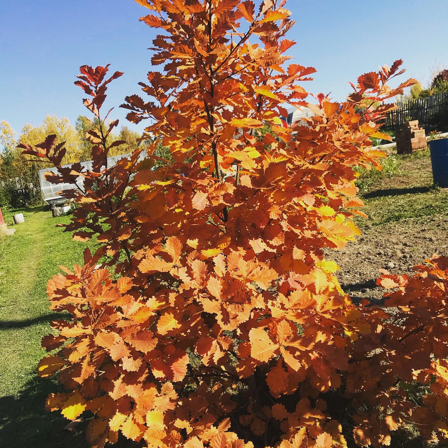 aleksaignatyeva в LOOKY. . Осень 🍂