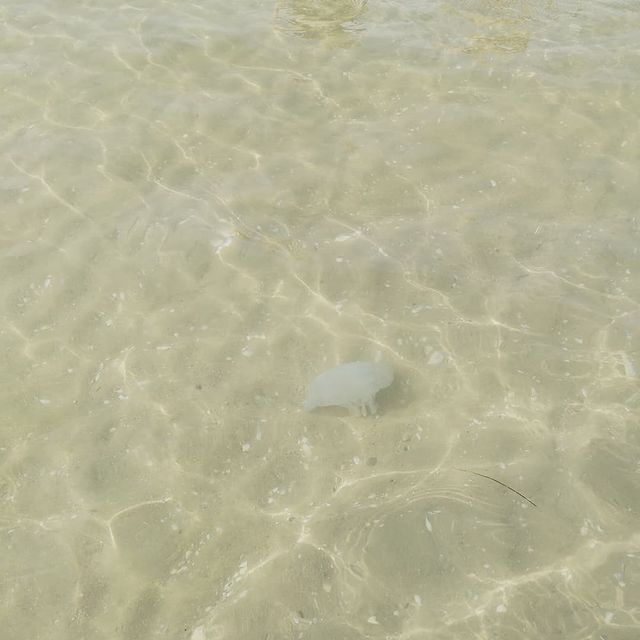 elenka239012 в LOOKY. #море2021,#анапавсентябре. Медузы. #море2021 #а...