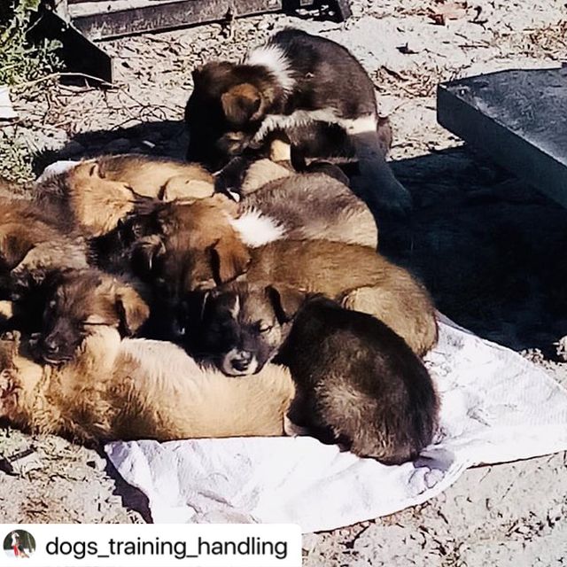 julia_petrykina в LOOKY. #Repost. #Repost @dogs_traini...