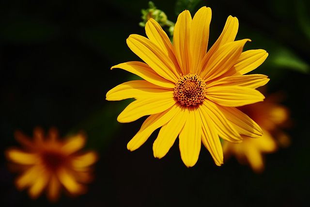 tschernawzew в LOOKY. #flower,#flowers,#flowerbeds,#summer,#macro,#yellow,#yellowflowers,#blume,#blumen,#blumenbeet,#sommer,#makro,#makrofotografie,#macrophotography,#nikond750,#nikon,#d750,#nikondeutschland. #flower #flowers #fl...