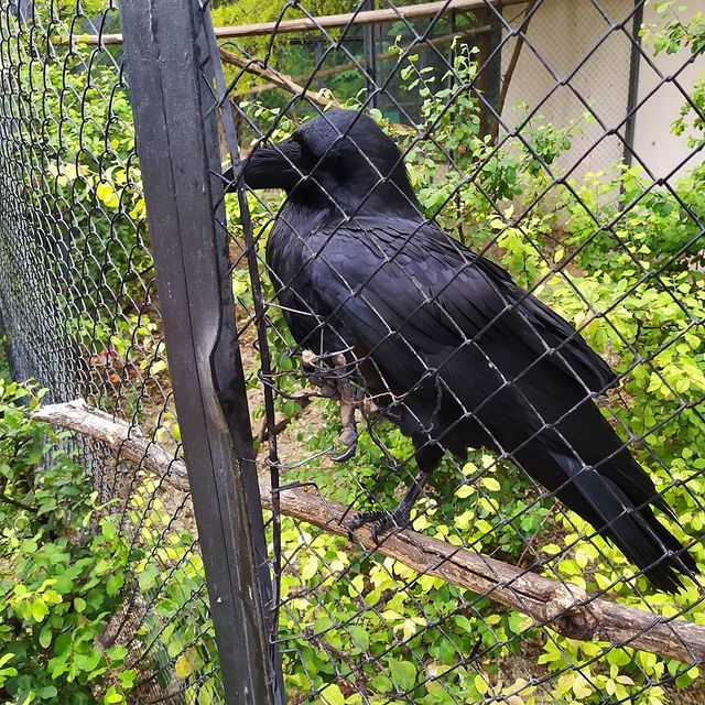 summerslilu в LOOKY. #Тайган. #Тайган это ворон Ва...