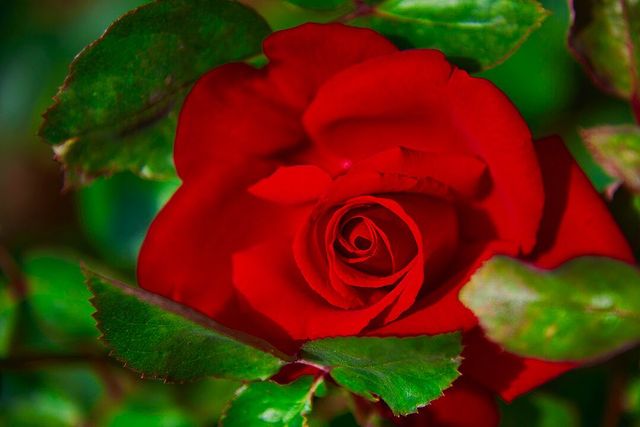 tschernawzew в LOOKY. #rose,#blume,#blumen,#blumenbeet,#sommer,#makro,#makrofotografie,#flower,#flowers,#flowerbed,#summer,#macro,#macrophotography,#nikond750,#nikon#,#rot,#red,#роза,#цветок,#клумба,#лето,#макро,#красный. #rose #blume #blumen...