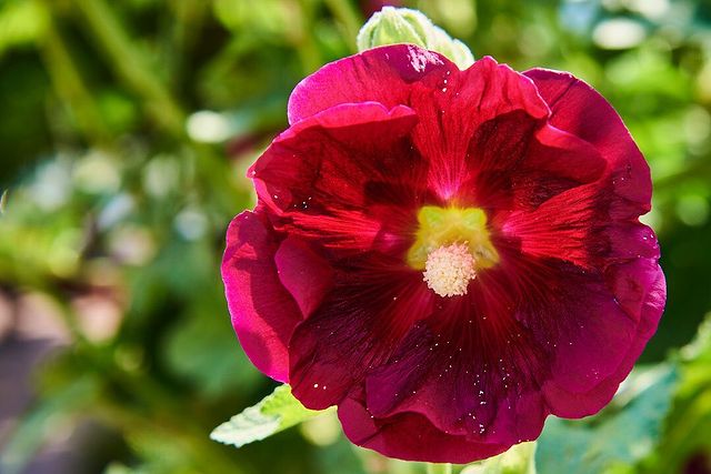 tschernawzew в LOOKY. #blume,#blumen,#blumenbeet,#sommer,#makro,#makrofotografie,#flower,#flowers,#flowerbed,#summer,#macro,#macrophotography,#nikon,#nikond750,#d750,#nikondeutschland,#red,#rot,#цветок,#клумба,#лето,#макрофото,#макро,#красный. #blume #blumen #blum...