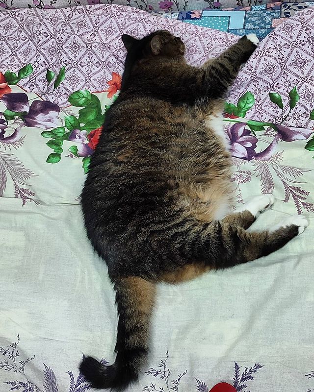 lipatovmv в LOOKY. #cat,#кот,#саянск,#отпуск,#sayansk,#vacation,#bodypositive. Puma style body posi...