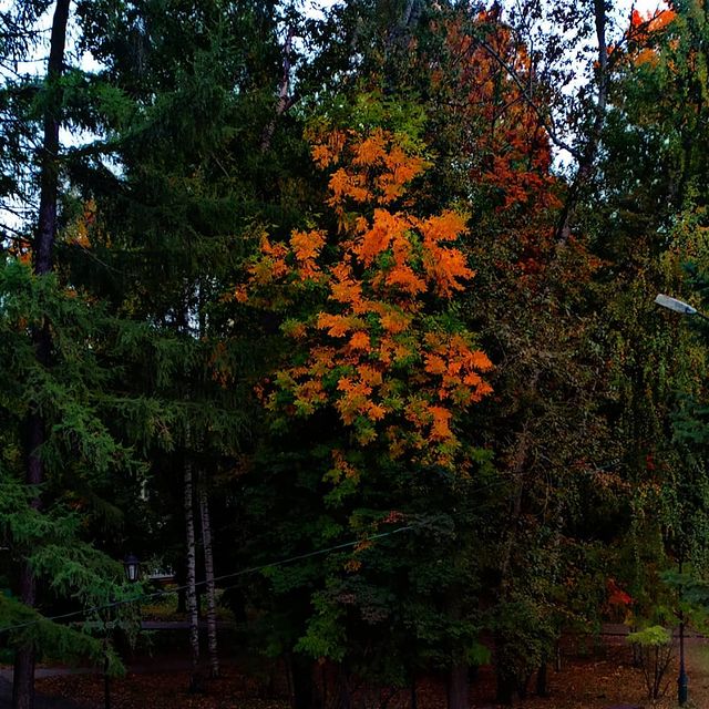 misskaif97 в LOOKY. . null