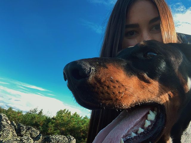 sv_vn_ в LOOKY. #doberman#dobermann#dobermaninstagram#dobermandogs#dobermanlove#dobermans#dobermanpride#doberman_club#doberman_instagram#dobermansmagadan#dobermanrussia#arlerus#. «The stuff that drea...