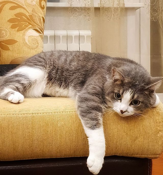 it.kotik в LOOKY. . Кошкам не нужно плак...