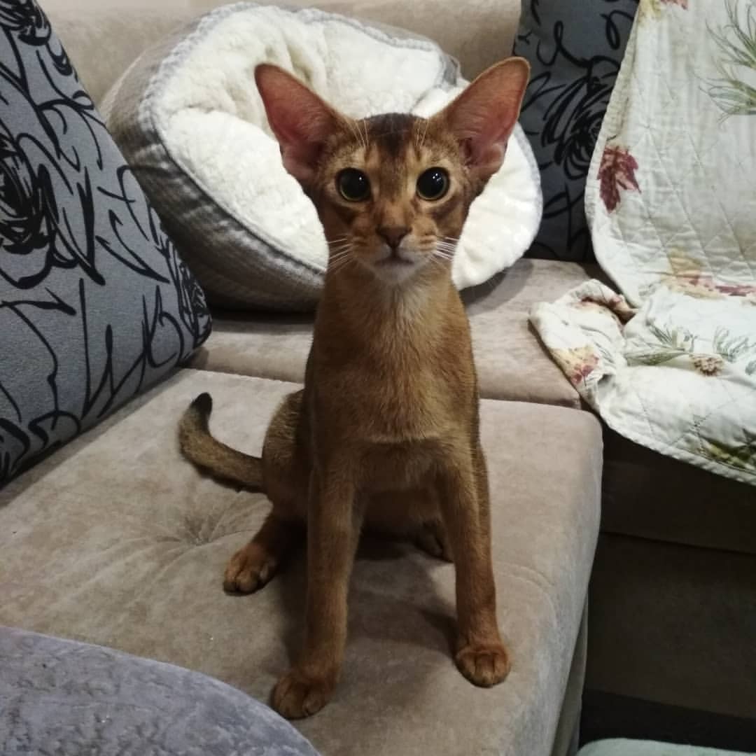 abyssinian_wildaby в LOOKY — фото 3