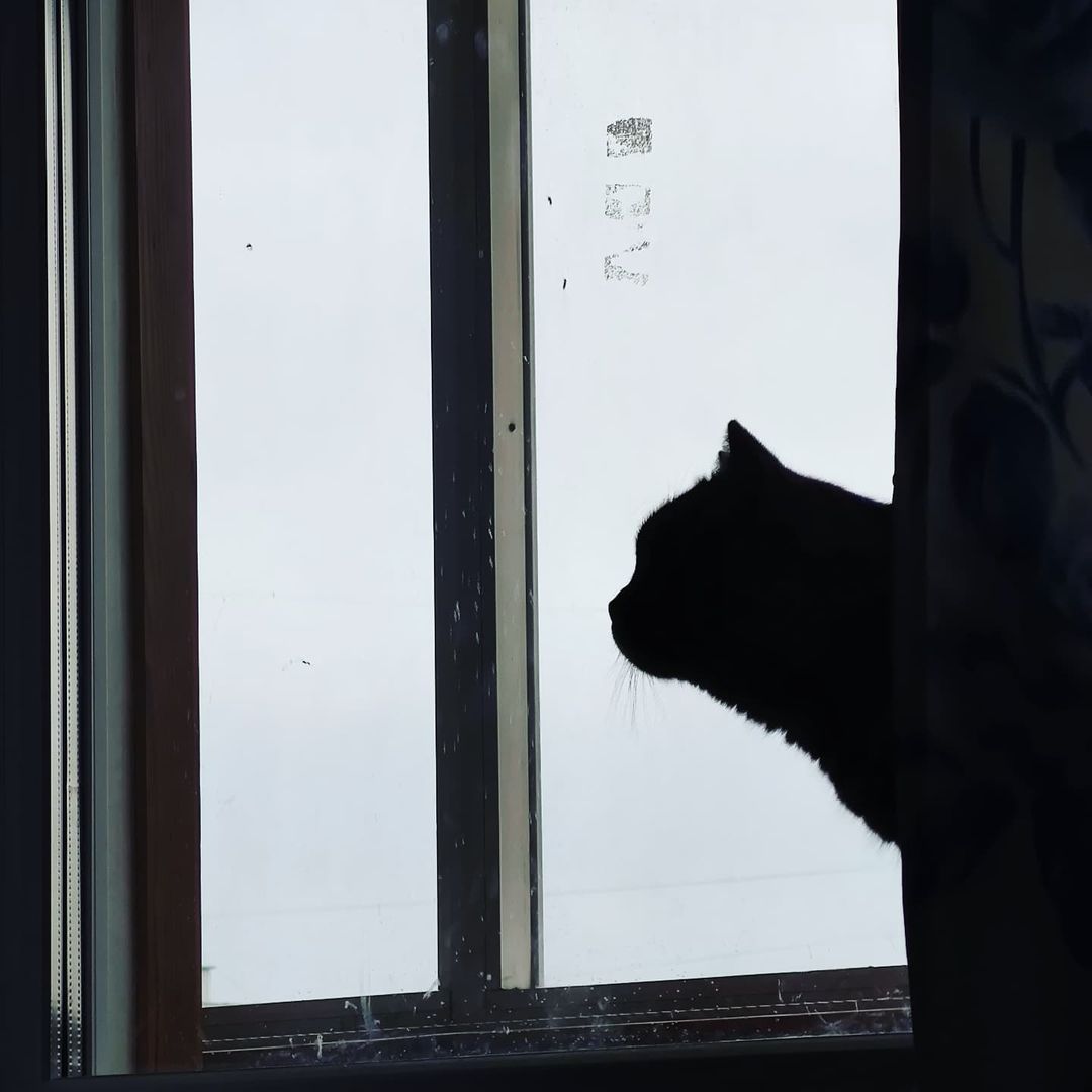 nushn в LOOKY — Мяу
