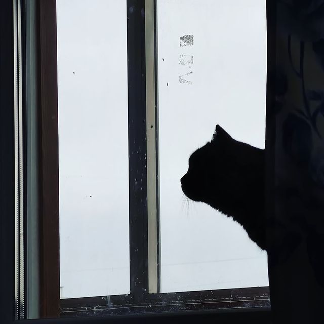 nushn в LOOKY. . Мяу