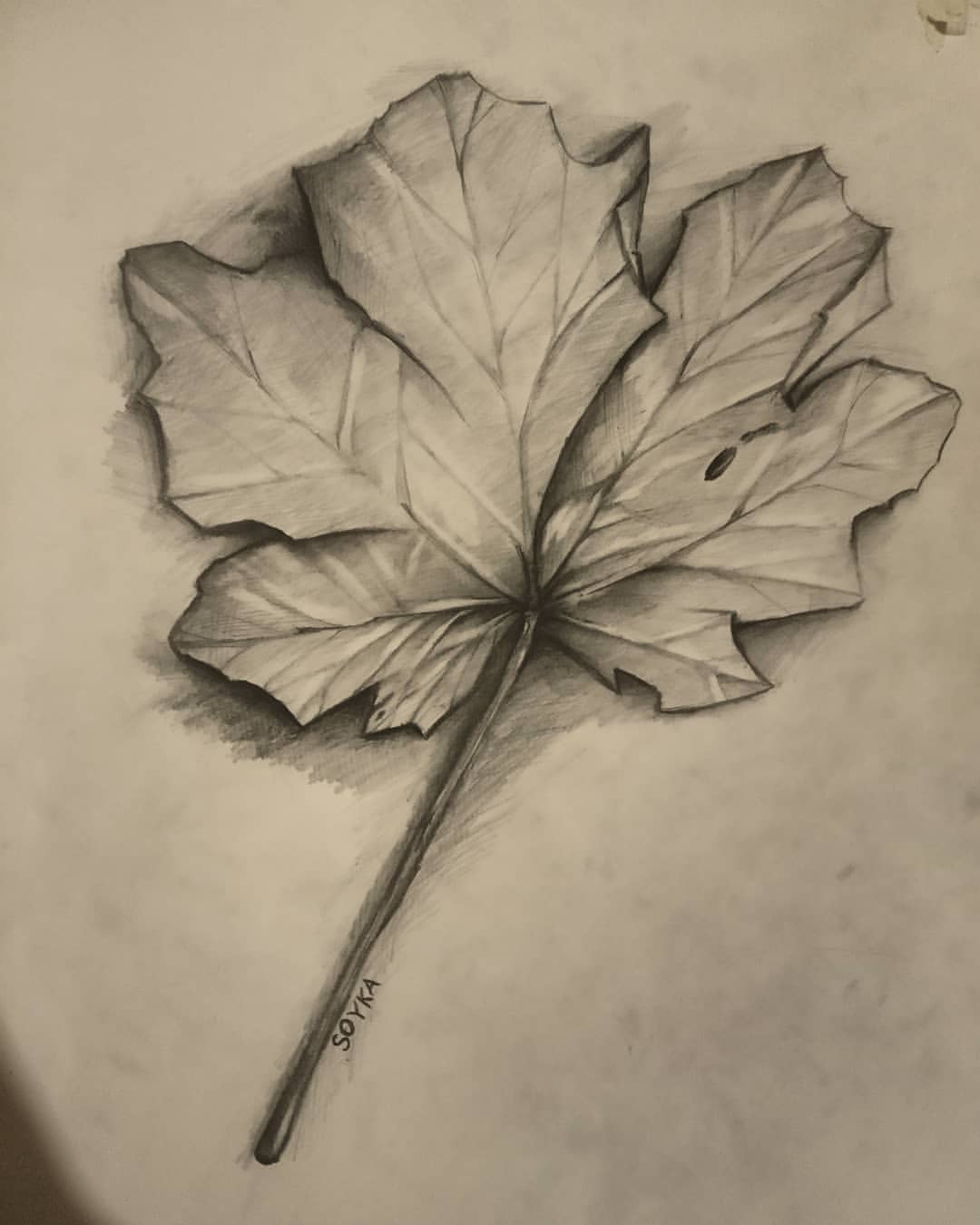 art_soyka_ в LOOKY — #art  #drawing #draw #sketch #leaf #nature #graphicart #autu