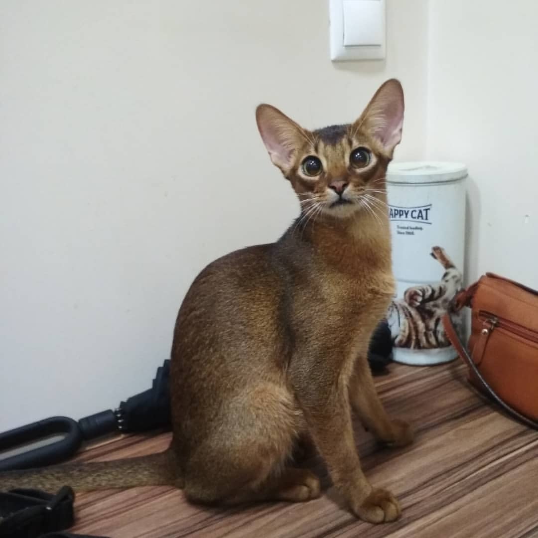 abyssinian_wildaby в LOOKY — фото 2