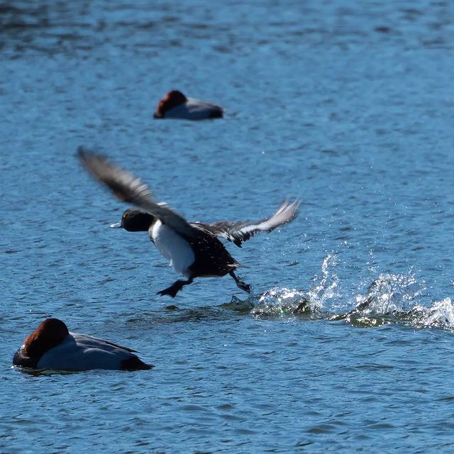 the.tail.wind в LOOKY. #nature#naturelife#naturephotography#wild#wildlifestyle#wildlifephotography#callofthewild#water#birds#природа#дикаяжизнь#зовприроды#фотографииприроды#вода#птицы. #nature#naturelife#n...