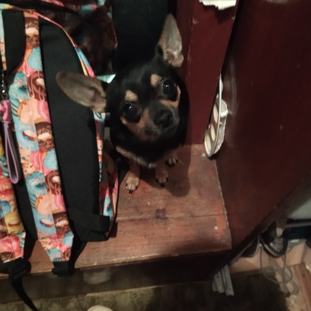 katrinka_katushka в LOOKY — Mom, can I go to school too?
#корми_чеши_играй_учи_языки @be