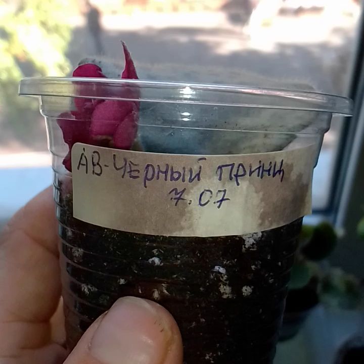 veratroshkova в LOOKY. #фиалка,#узумбарскаяфиалка. Расцвела малютка#сен...