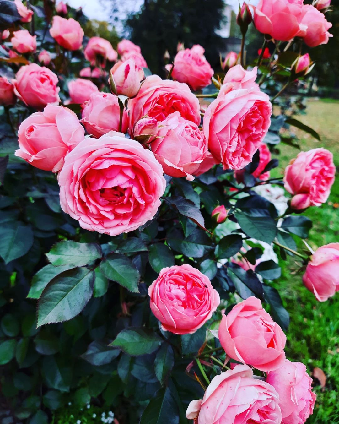 icrazydiamond в LOOKY — 🌺