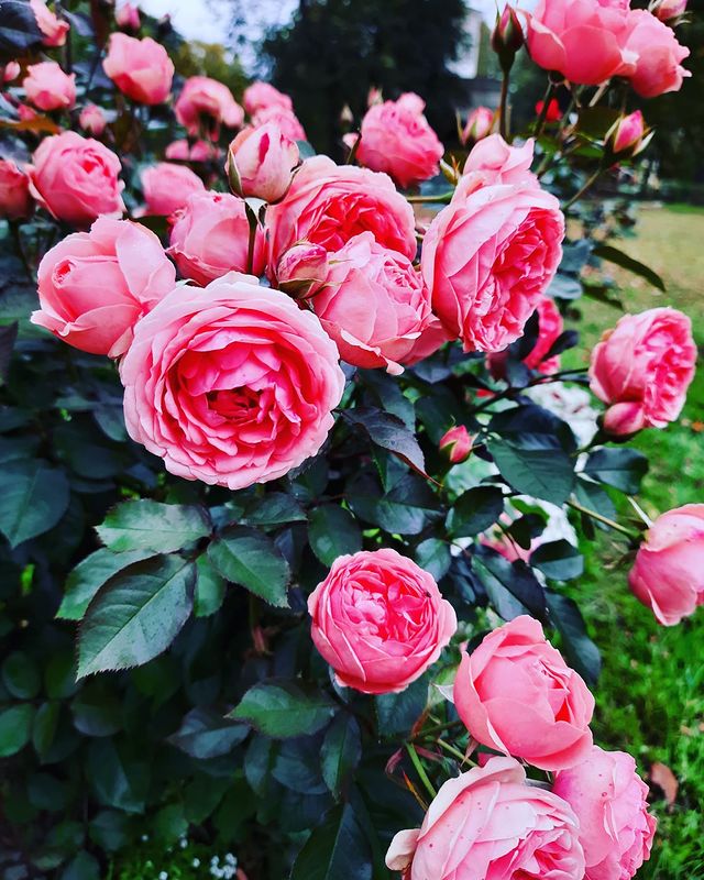 icrazydiamond в LOOKY. . 🌺
