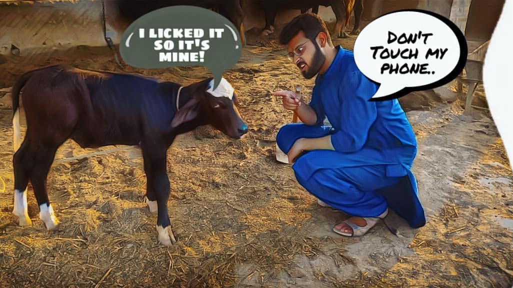 muzammil_momii in LOOKY. #cowselfie,#dairycow,#cowstagram,#cowlife,#ilovecows,#cowsmakemehappy,#cowphotography,#cowsofinstagram,#cows,#amazinganimals,#farmedanimals,#cowsarefriends,#dog,#veganism,#betterdays,#animalliberation,#weebeasts,#animaladvocate,#organic. Don't cry over spill...