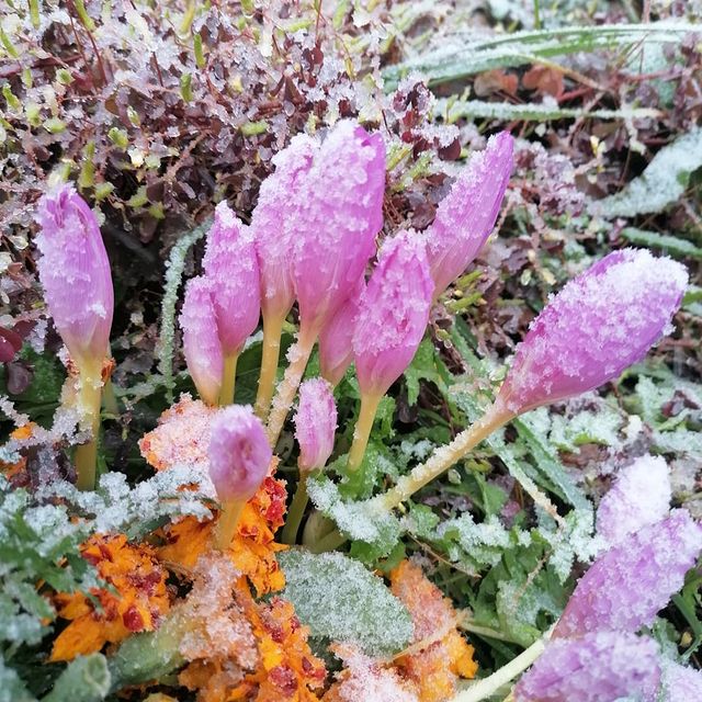 violetta.nik в LOOKY. . А вот первый снежок ...