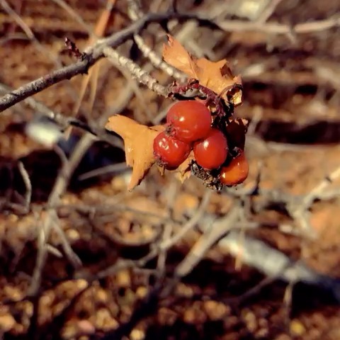 tsipandina.v в LOOKY. . Осень🍂🍁