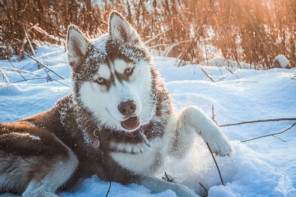 alx_nvsk в LOOKY. #фотопросвет_собаки21,#husky,#huskiesofinstagram,#huskies,#siberian,#winter,#thehuskylove_feature,#huskigram_,#huskiesofig,#siberianhuskies,#justhuskies,#husky,#siberianhusky,#huskylove,#greyhusky,#huskygram,#huskylife,#huskyphotography,#allthingshusky,#huskyofinstagram,#huskysiberiano,#huskyworld,#huskypuppies,#huskydog,#huskyoftheday,#lovehusky2021,#ersathemetalhusky,#blueeyed,#brownhusky,#huskyphotosession,#snowdog. Снежная мордаха Эрсы...
