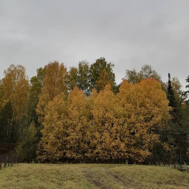 hippomarus в LOOKY. . 🍂🍁