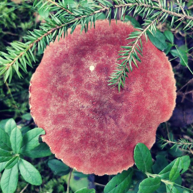 alexeybarukin в LOOKY. . null