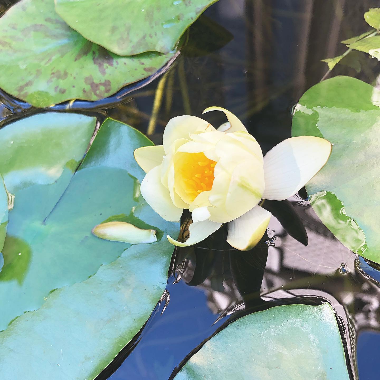 evgenia.rosl in LOOKY. #lotus,#flowers,#naturephotography,#nature,#instanature,#instagood,#flowerstagram,#лотос,#цветы,#природа. #lotus #flowers #nat...