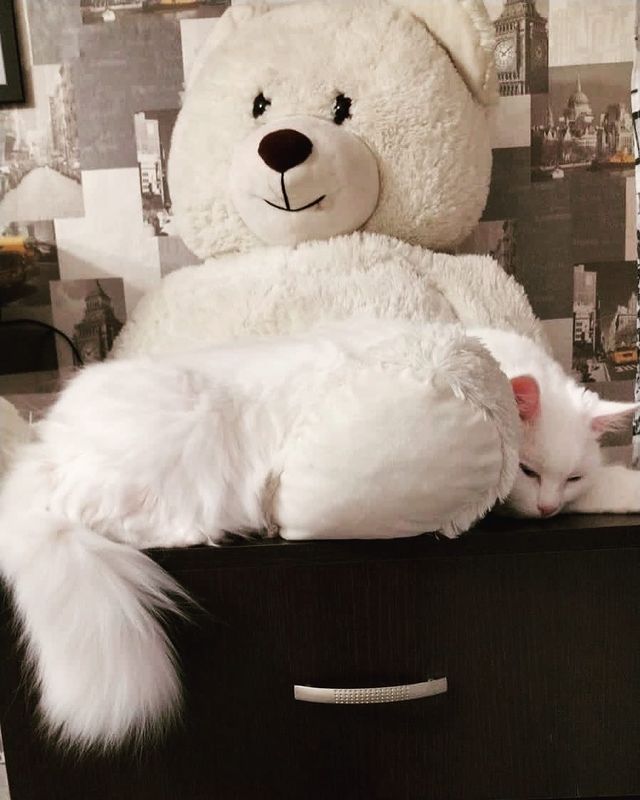 green_romashka в LOOKY. . Медведокот🙃