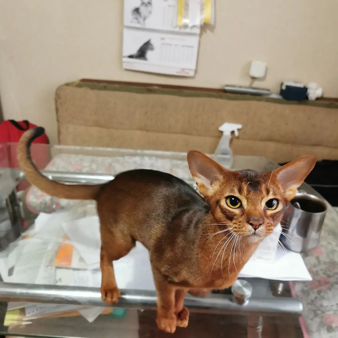 irinacats999 в LOOKY — фото 4