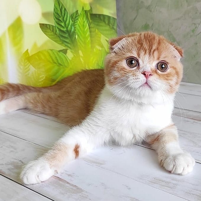 volgadawns_cattery в LOOKY — фото 1