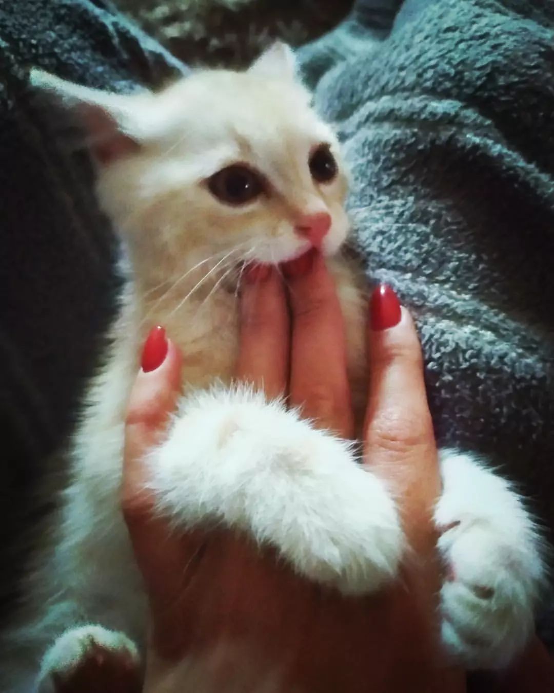 konon.ekaterina01 in LOOKY. . Наш Юппи❤