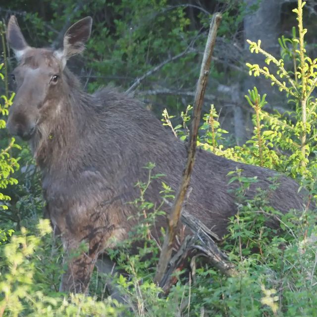 the.tail.wind в LOOKY. #naturelife#naturephotography#wildlifestyle#callofthewild#tailwindphoto#forest#animals#moose#elk#alces_alces#природа#дикаяжизнь#зовприроды#фотогоафииприроды#лось#лес. #naturelife#natureph...