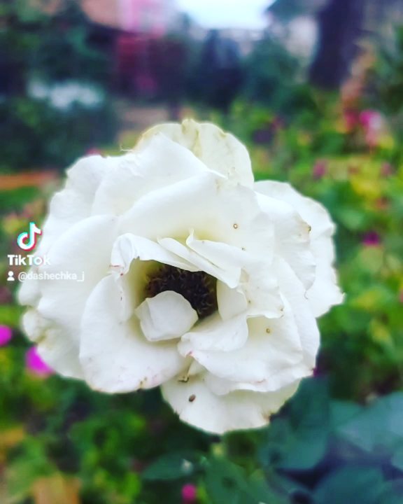 lewonowna в LOOKY. . 🥰🥰🥰