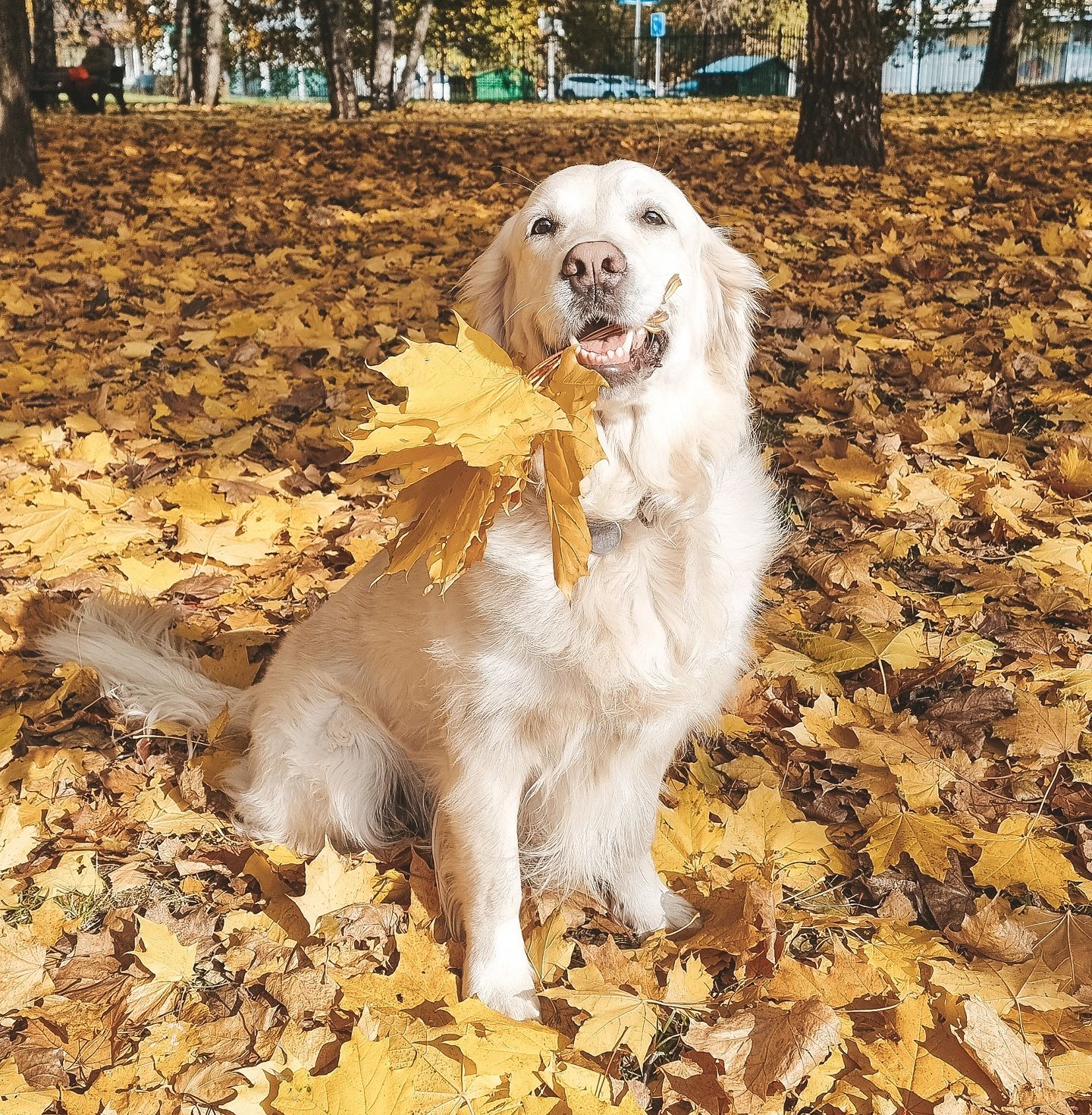 olya_and_maya в LOOKY. . 🍁