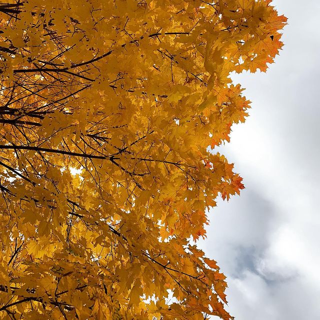 azarika4e в LOOKY. #autumn,#leaves,#gold,#yellow,#tree,#maple,#sky,#clouds,#city,#nature. Autumn gold 🍁🍁🍁 #...