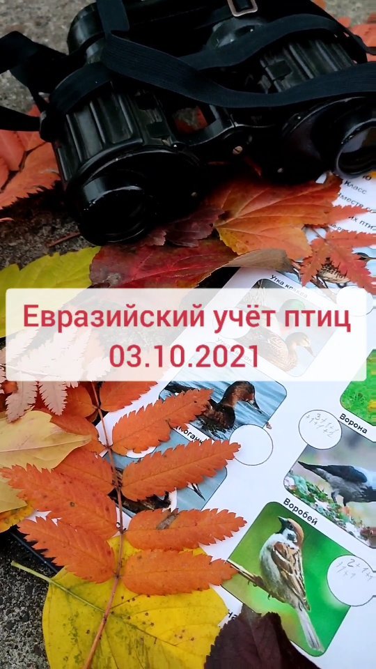 scoutsofspace в LOOKY. #космическиеразведчики,#отрядимениЛеонова,#скауты,#скаутыТатарстана,#скаутыРоссии,#scouting,#scouts,#birdwatching,#допобразованиеРТ,#допобразование,#допобразованиедетей,#дополнительноеобразование,#КазанскоеОбразование,#образованиедетей,#образованиеКазани,#ЦВРавиа,#ЦВРАвиастроительногорайона,#учусьвКазани,#birdwatching2021,#bird,#birds,#птица,#птицы,#биология,#biology. Отряд космических ра...