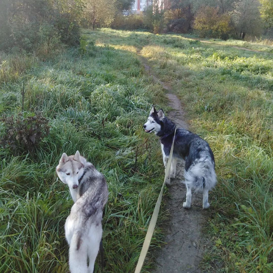 Мои красотки)
#хаски#прогулки#гуляемссобаками