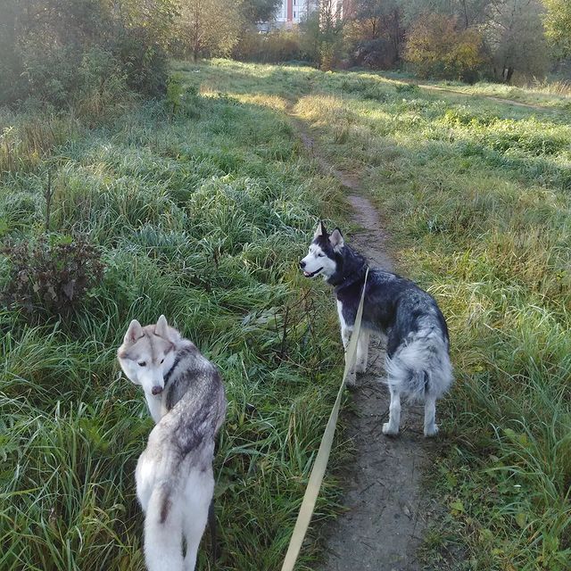 konstantin_husky_official в LOOKY. #хаски#прогулки#гуляемссобаками. Мои красотки)
#хаски...