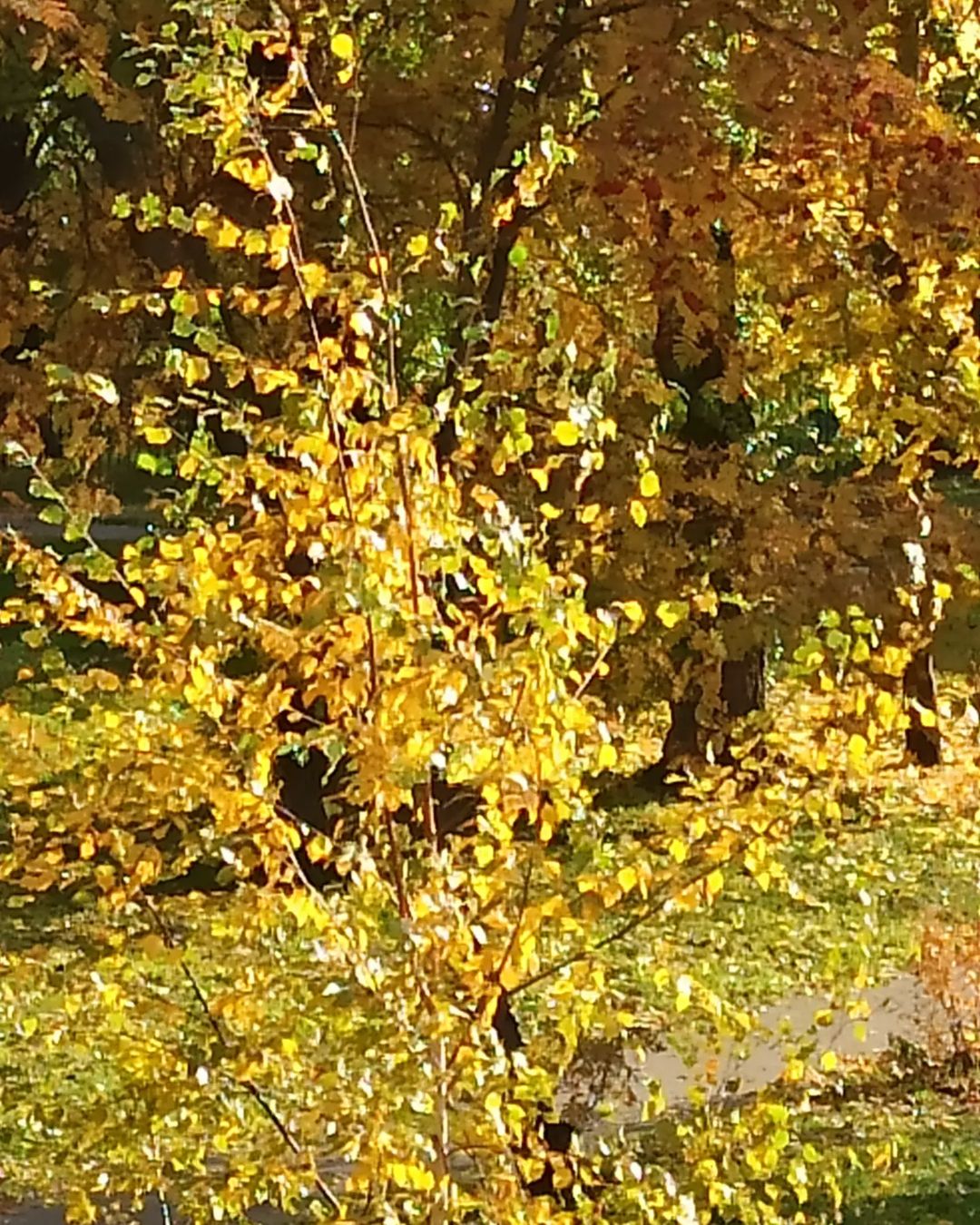 shurina_tin в LOOKY — фото 4