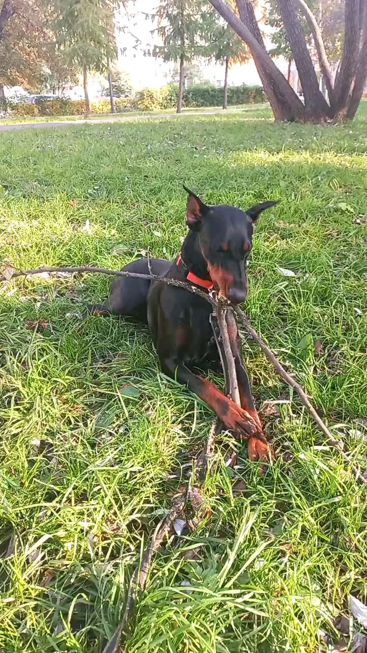 galkina0610 в LOOKY. #доберман,#собак,#мойпитомец,#мойдоберман,#dobermann,#moi. Прогулка

#доберман ...