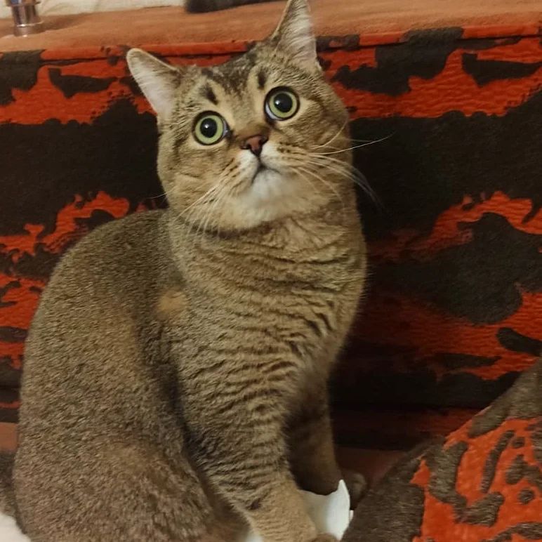 mister_rokky в LOOKY — фото 2