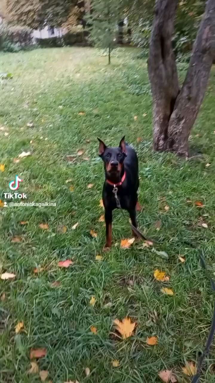 galkina0610 в LOOKY. #dobermann,#germany,#доберманыроссии,#семья,#москвасити,#селигерская,#бескудниковскийбульвар. #dobermann #germany ...