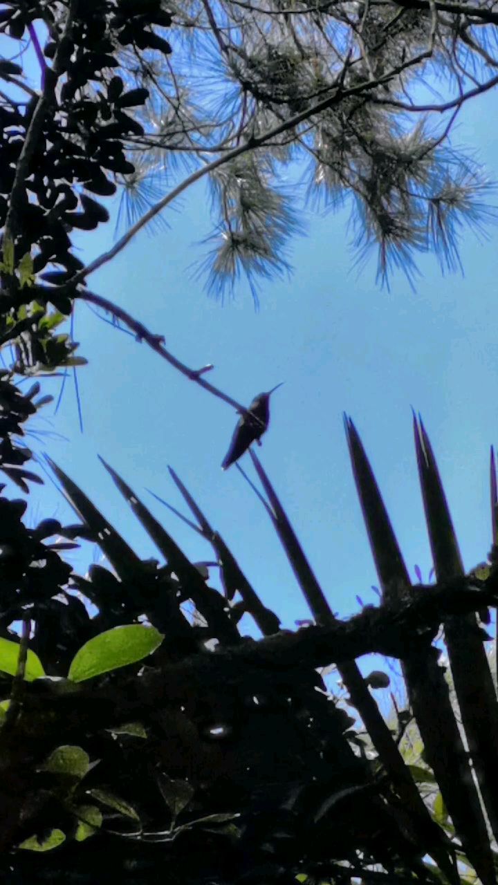 vadoss_pavlov в LOOKY. #доминикана,#dominicana,#dominicanrepublic,#джунгли,#колибри,#hummingbird,#travel,#natgeowild,#natgeo. Колибри в джунглях Д...