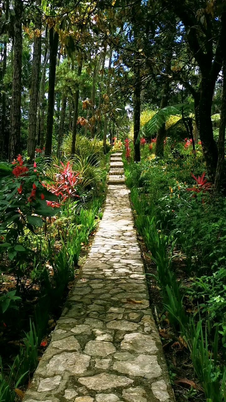 vadoss_pavlov в LOOKY. #доминикана,#dominicana,#dominicanrepublic,#green,#flowers,#nature,#travel. True happyland

#дом...