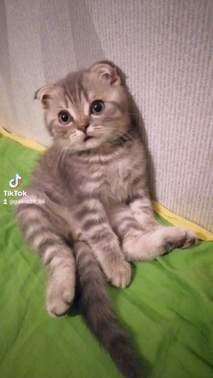 _galinapotapova_ в LOOKY. . null