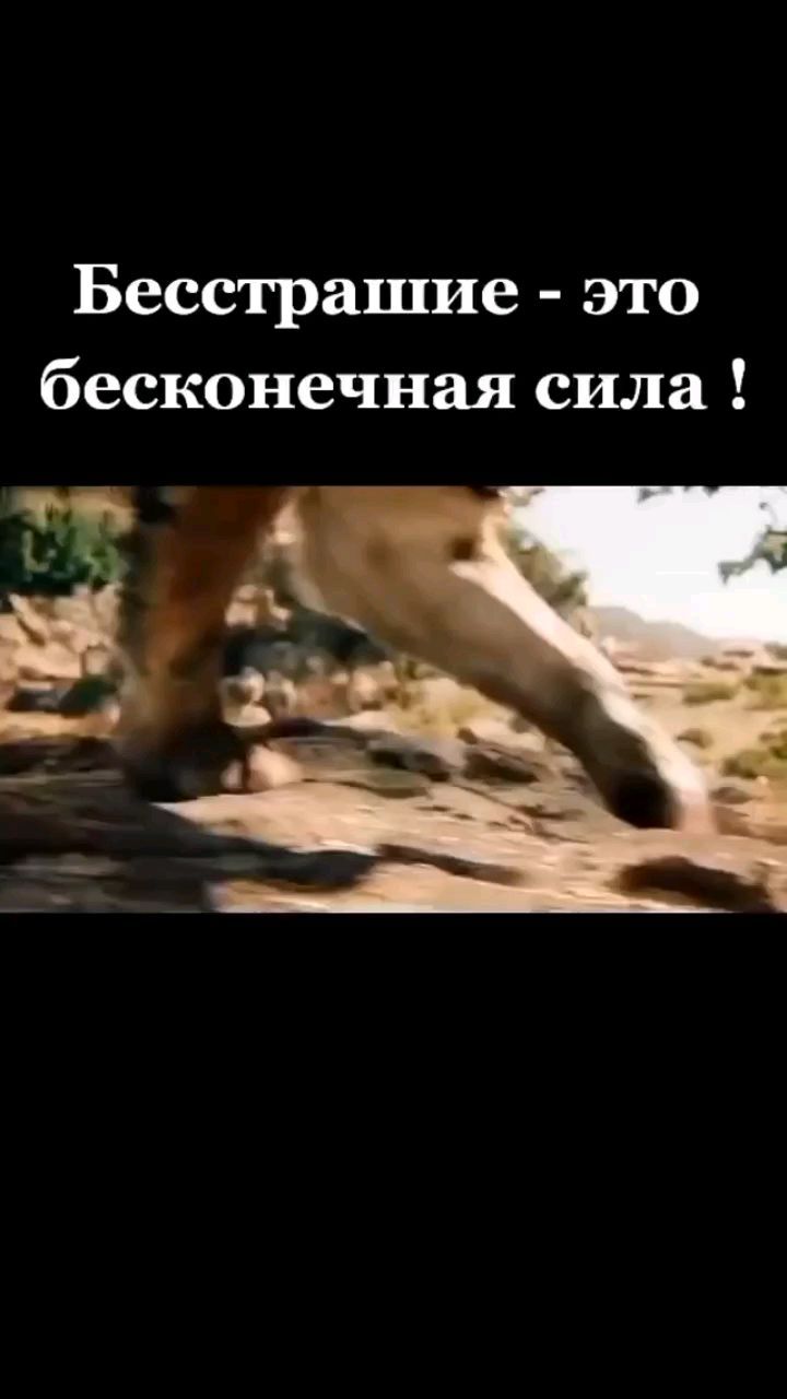 aslanov_ortikmurodjon в LOOKY. #сила,#бесконечность,#волк,#тигр. #сила #бесконечность...