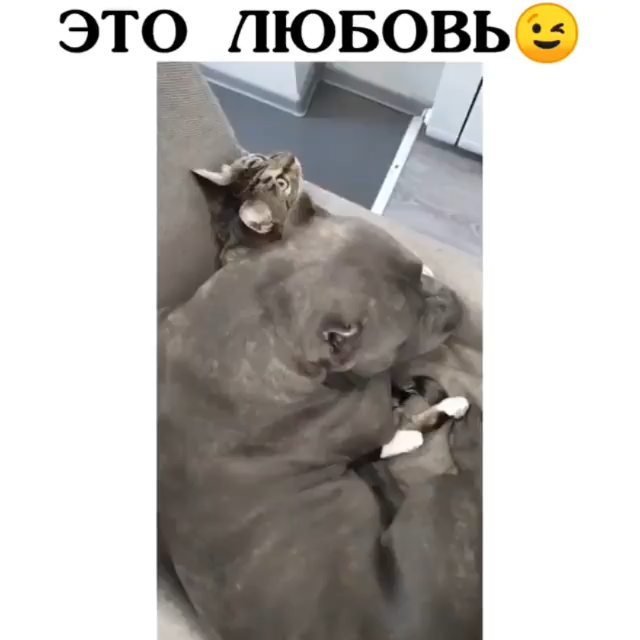 mali_isma__ в LOOKY. #инстаграм,#инстаграманет,#инстаграмнедели,#инстаграм_порусски,#инста,#инстатаг,#улыбка,#селфи,#красота,#супер,#день,#ночь,#природа,#друзья,#дружба,#лайки,#фото,#фотография,#любовь,#любовьмоя,#жизнь,#жизньпрекрасна,#небо,#животные,#семья,#дети,#я,#кошки,#собаки,#insta. #инстаграм #инстагра...
